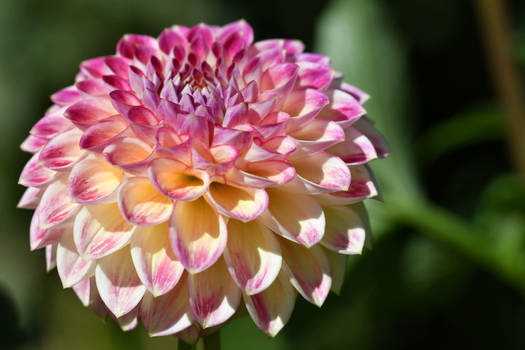 First Prize Dahlia