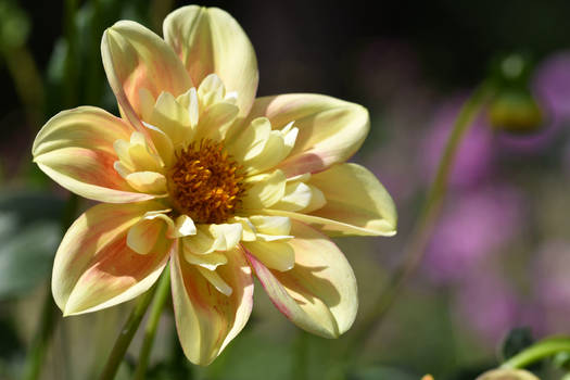 Formby Sunrise Dahlia