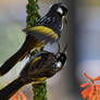 When You Owe The Honeyeaters Honey (Wild)