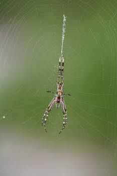 Floating Spider (Wild)