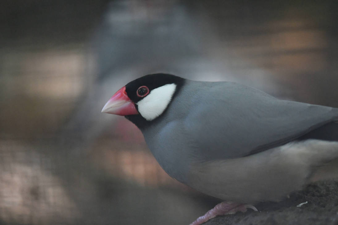 Java Sparrow (Enclosure) by TheBootesArtVoid on DeviantArt