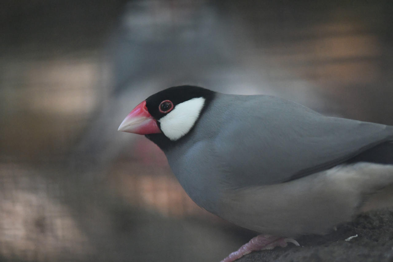Java Sparrow (Enclosure) by TheBootesArtVoid on DeviantArt