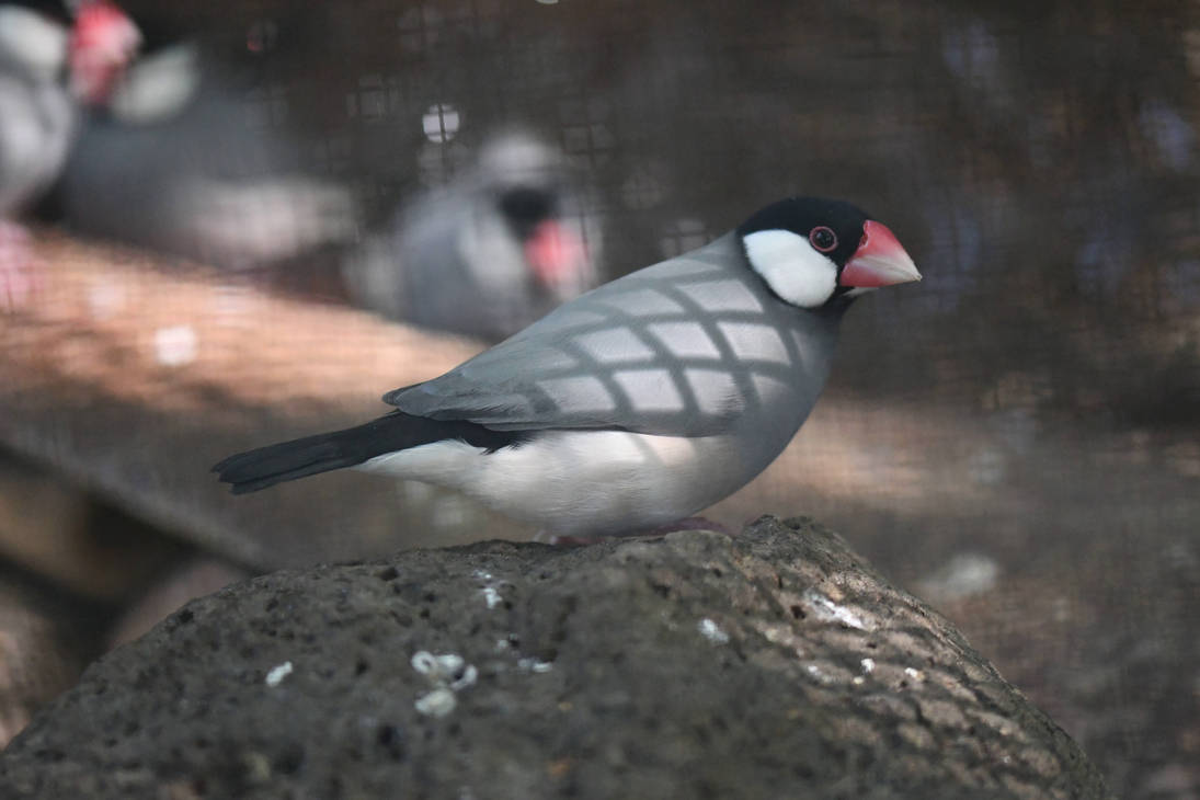 Java Sparrow On A Rock (Enclosure) by TheBootesArtVoid on DeviantArt