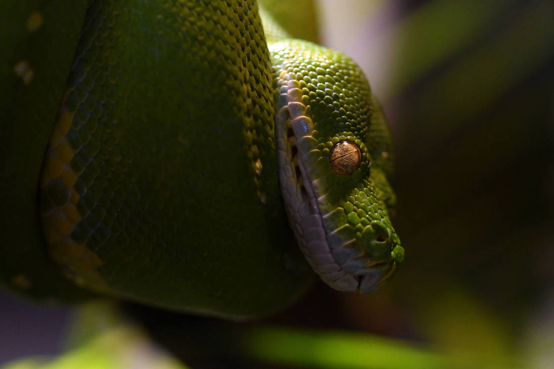 Green Tree Python Hang Tens (Enclosure) by TheBootesArtVoid on DeviantArt