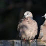 Spotted A Couple Of Spotted Doves (Wild)