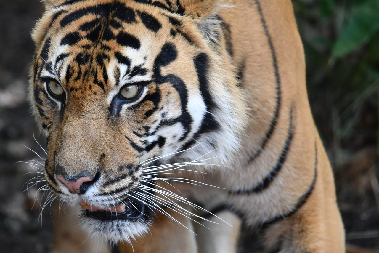 Tiger Up Tiger Up Close (Enclosure) by TheBootesArtVoid on DeviantArt