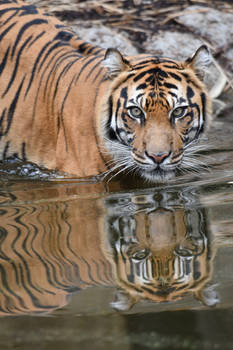 A Tigers Reflection (Enclosure)