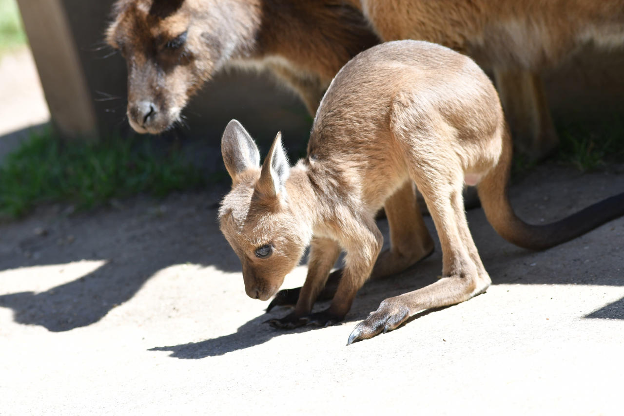 Bab Kanga Takes Their First Steps (Enclosure)