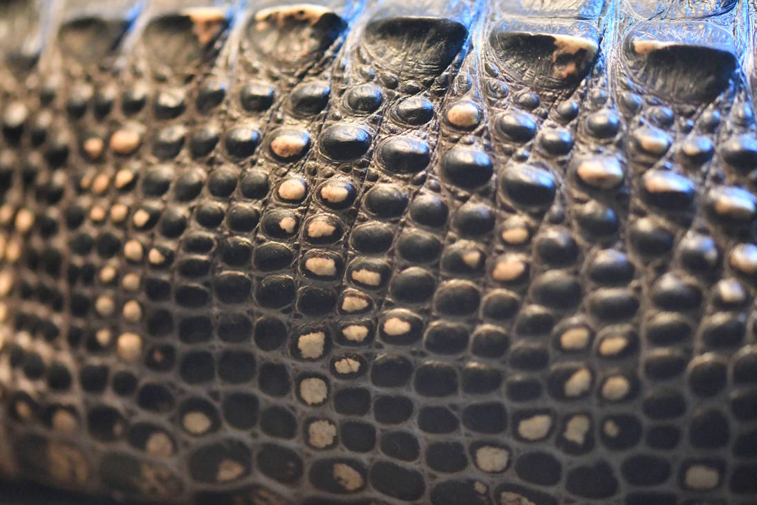 American Alligator Scales (Enclosure) by TheBootesArtVoid on DeviantArt
