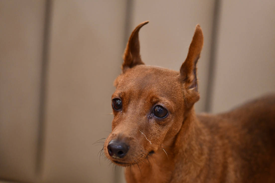 Brown Miniature Pinscher (Domestic) by TheBootesArtVoid on DeviantArt