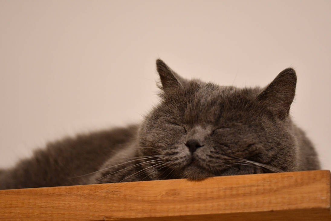 Absolute Kitty Bliss (Domestic) by TheBootesArtVoid on DeviantArt