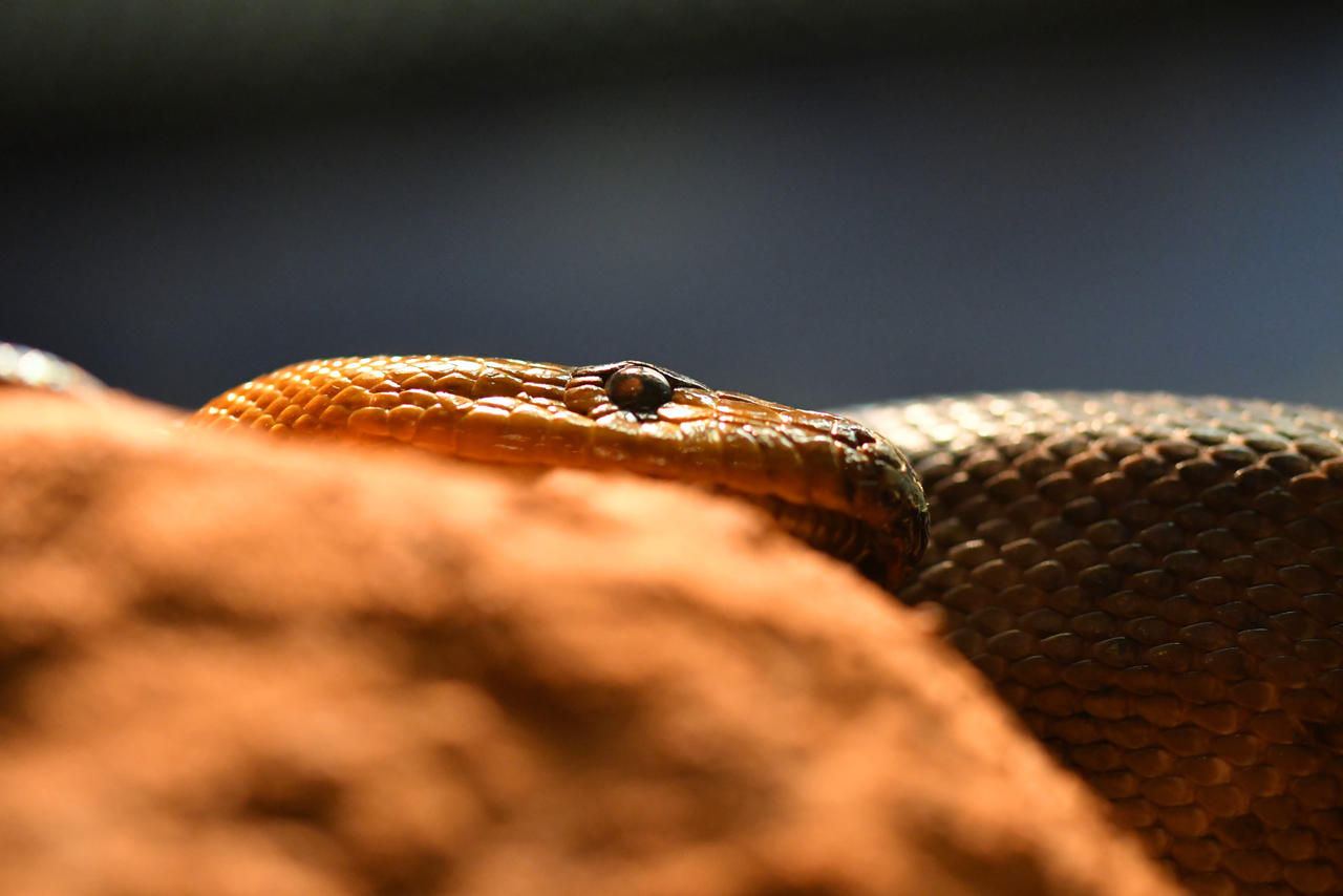 Woma Python On A Rock (Enclosure) by TheBootesArtVoid on DeviantArt