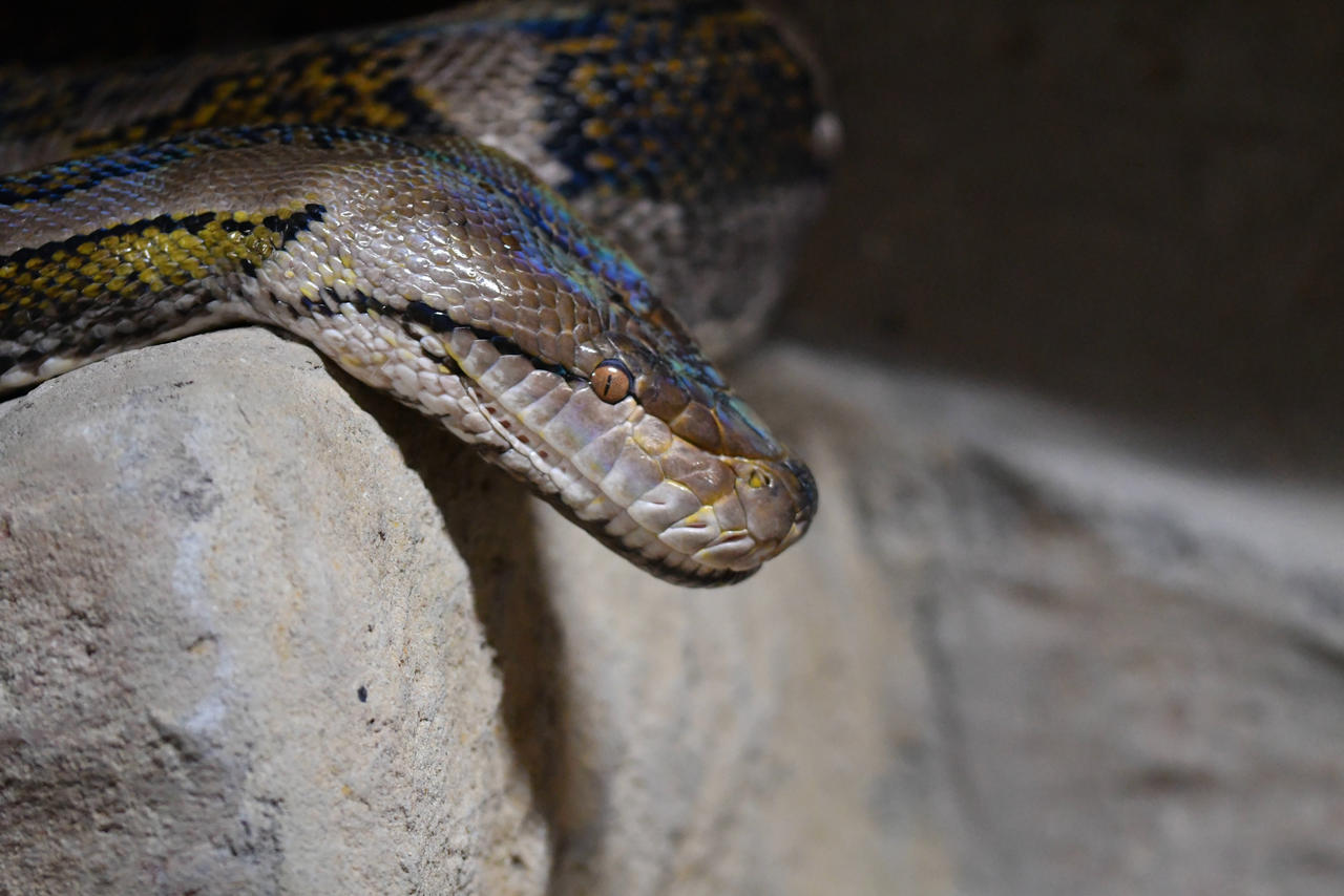 Reticulated Python On A Rock (Enclosure) by TheBootesArtVoid on DeviantArt