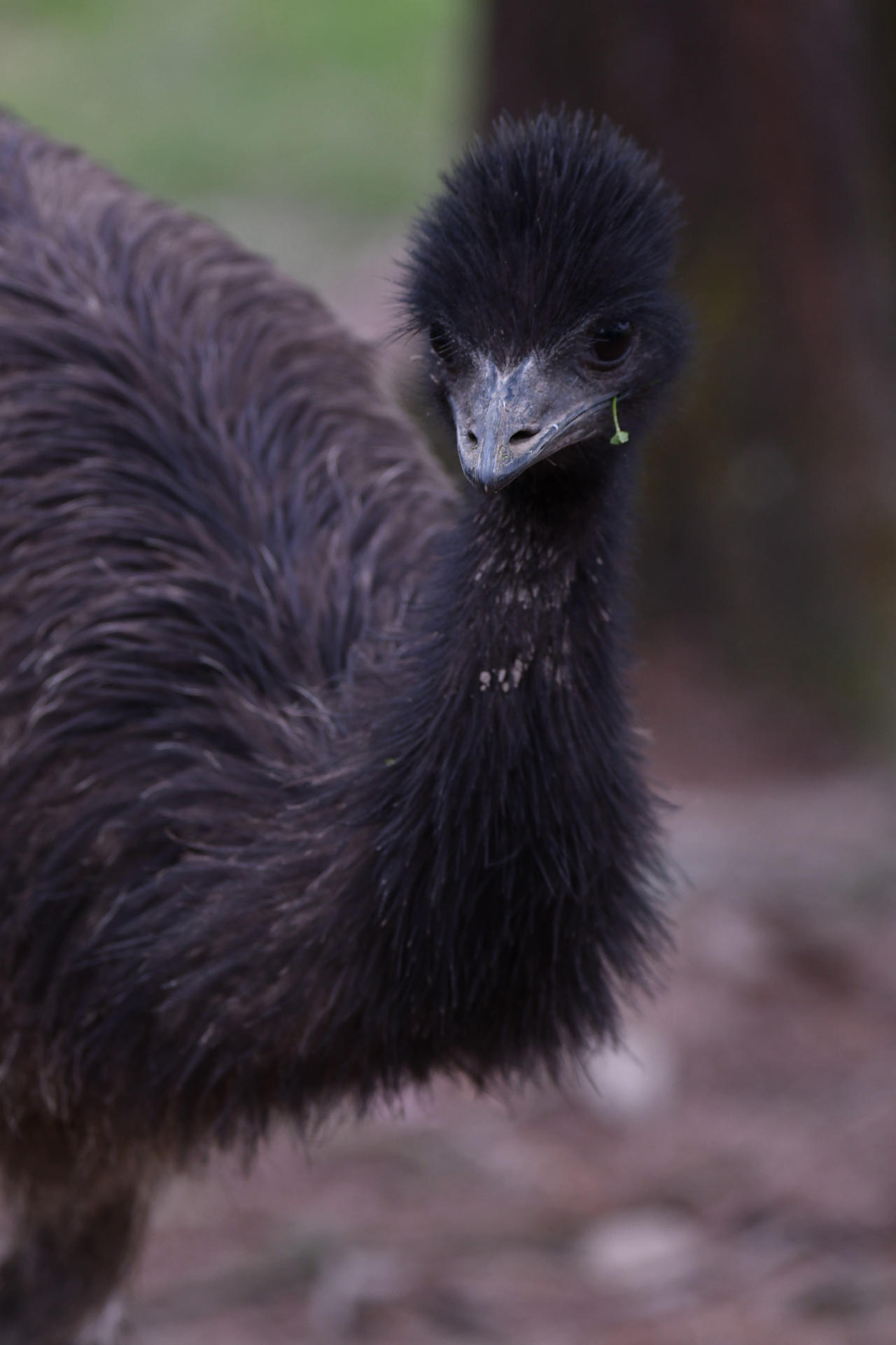 Emu Partner Bab Emu Says 'Howdy Partner!' (Enclosure) by TheBootesArtVoid on DeviantArt