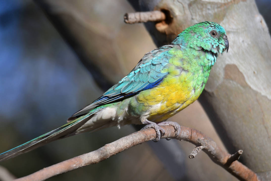 Red Ramp Parrot Red-rumped Parrot (Wild) by TheBootesArtVoid on DeviantArt