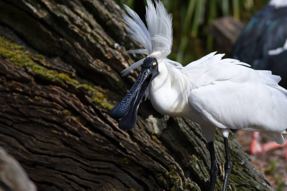 Bad Crest Day For Royal Spoonbill (Enclosure) by TheBootesArtVoid on ...