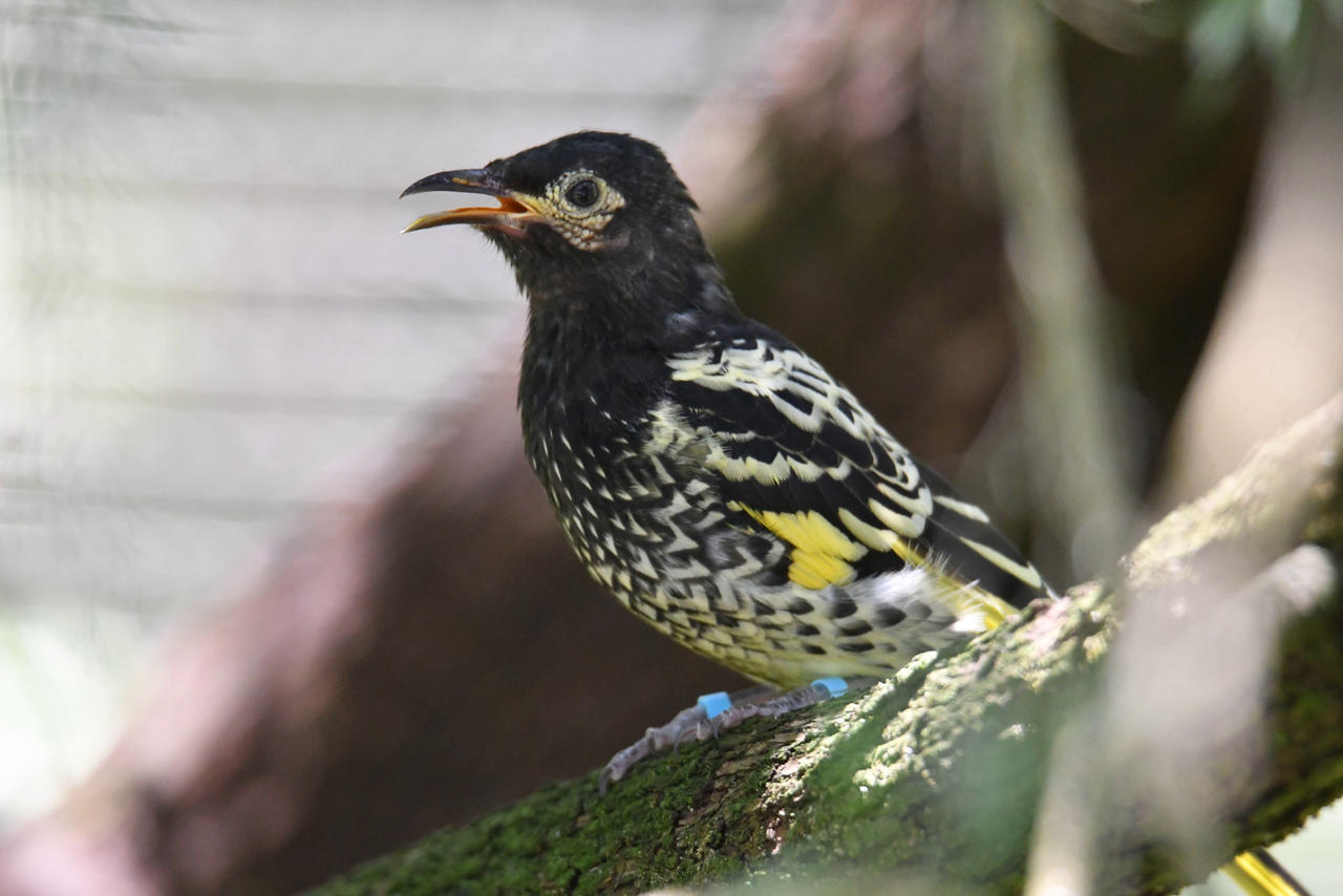 Regent Honeyeater Goes Bweep Enclosure By TheBootesArtVoid On DeviantArt regent-honeyeater-goes-bweep-enclosure-by-thebootesartvoid-on-deviantart