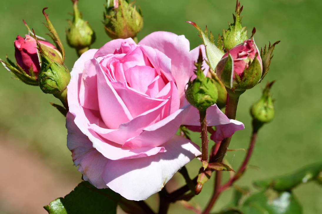 Post And Pre-Bloom My Hero Roses by TheBootesArtVoid on DeviantArt