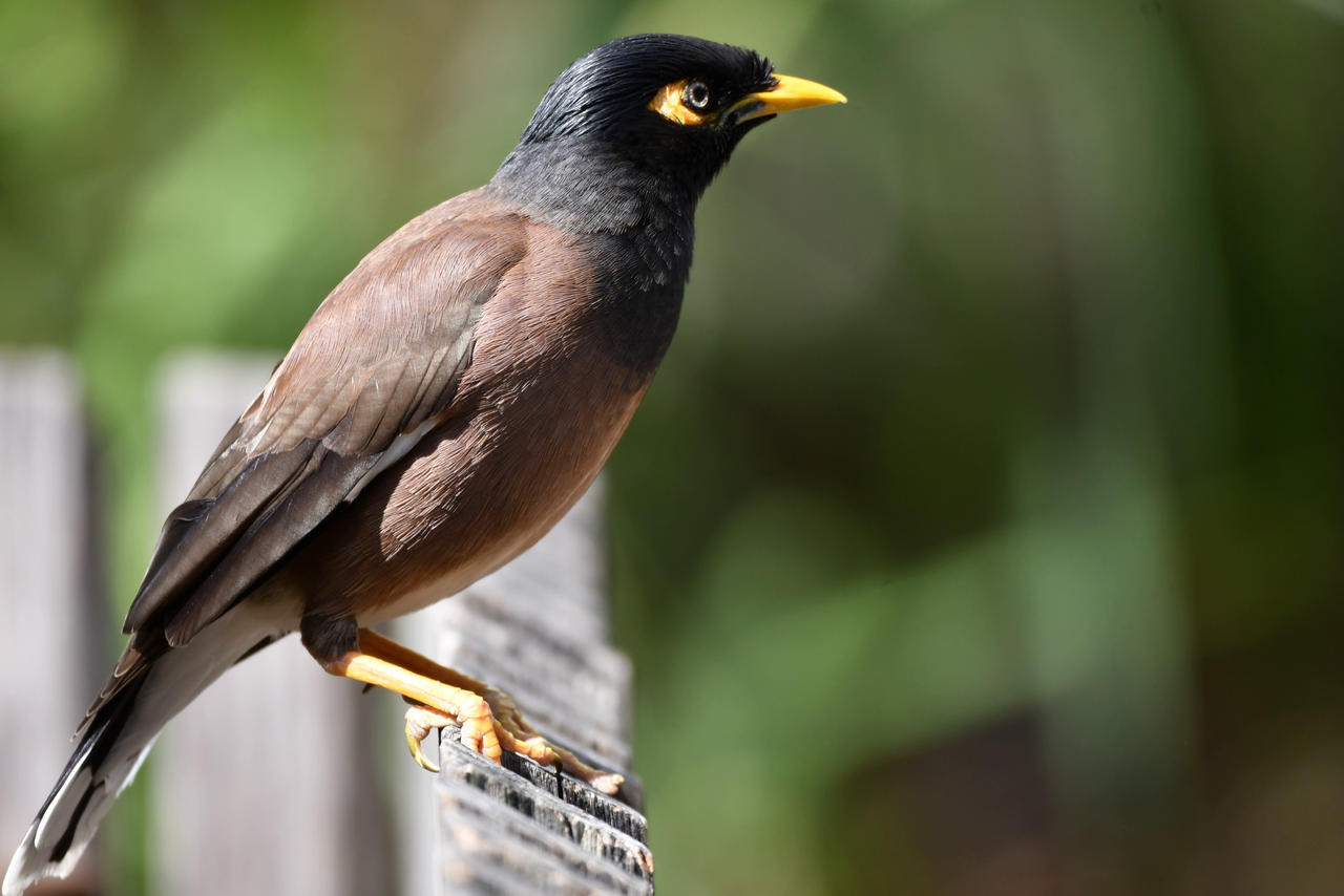 Colossal Myna Common Mynah Is On Lookout (Wild) by TheBootesArtVoid on DeviantArt