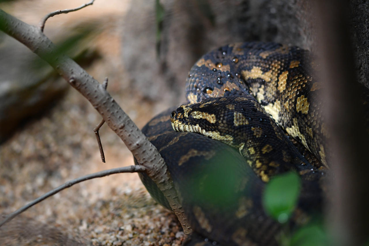 Jungle Carpet Python From Afar (Enclosure) by TheBootesArtVoid on ...