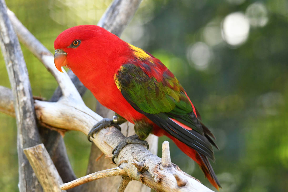 Perched Chattering Lory by TheBootesArtVoid on DeviantArt
