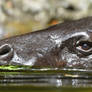 Pygmy Hippopotamus In The Water (E)