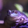 Purple Growing Grass Frog (Enclosure)