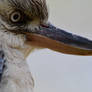 Blue-winged Kookaburra's Contemplation (E)