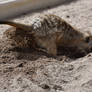 Meerkat Diggy Hole (Enclosure)