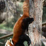 Vertical Red Panda (Enclosure)