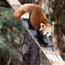 Red Panda Descends (Enclosure)