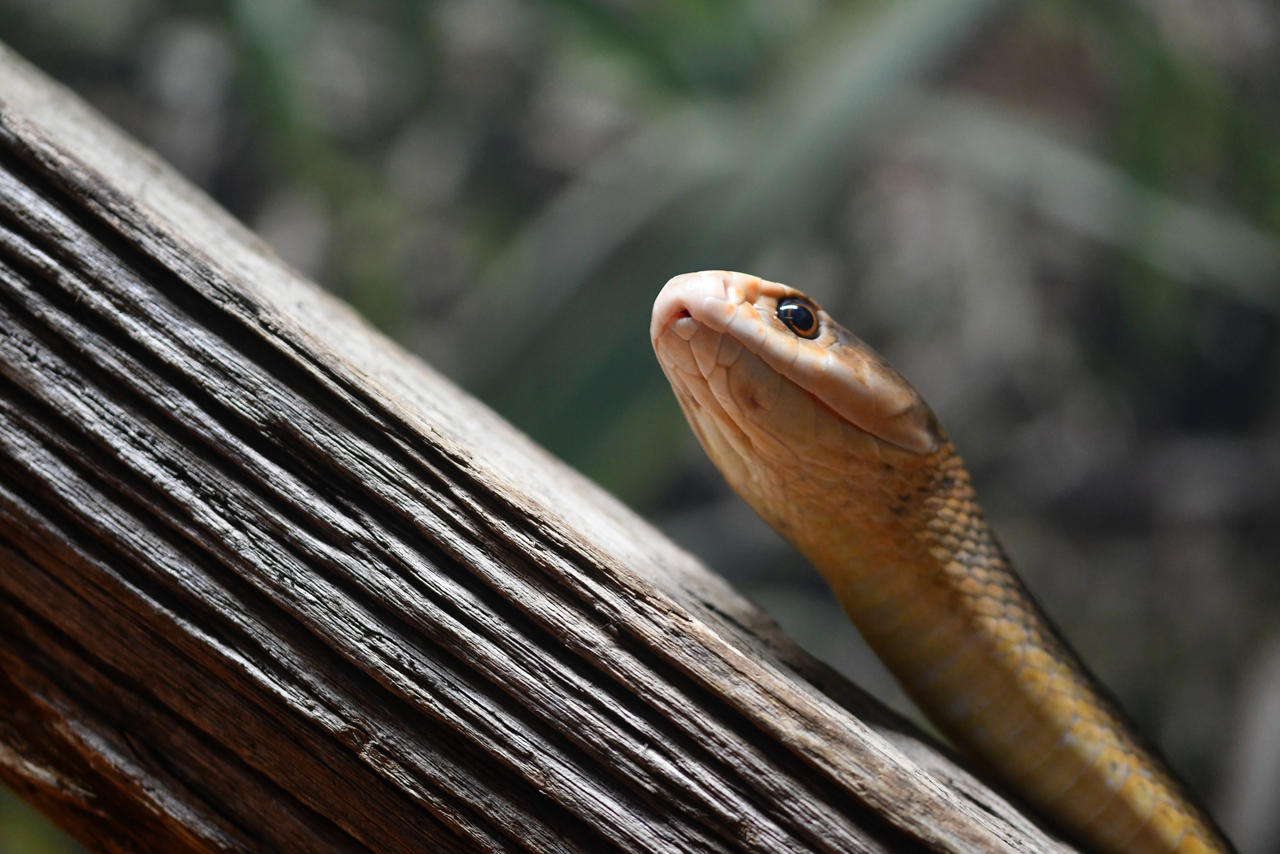 Coastal Taipan: Raja Berbisa dari Pantai Australia yang Memukau 2 Coastal Taipan The Nope Rope (Enclosure) by TheBootesArtVoid on DeviantArt