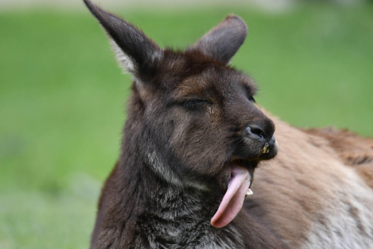 Distorted Kangaroo Freaky Kangaroo Island Kangaroo (Enclosure) by TheBootesArtVoid on ...