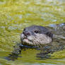 Otter Paddle (Enclosure)