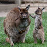 This Here... Is My Mumma! (Enclosure)