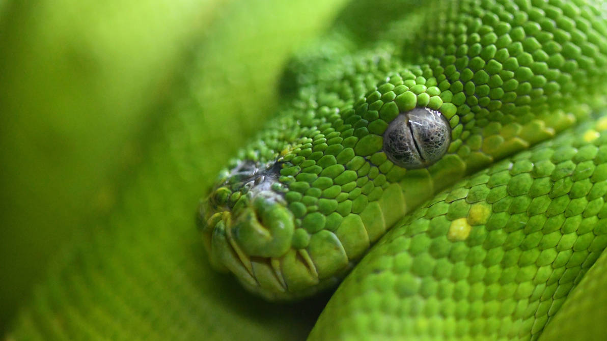 Green Python Wallpaper (Enclosure) by TheBootesArtVoid on DeviantArt