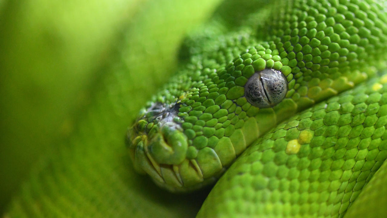 Green Python Wallpaper (Enclosure) by TheBootesArtVoid on DeviantArt