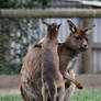 Mumma! Gimme Uppies! (Enclosure)