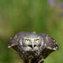 Barking Owl Sets Off (Enclosure)