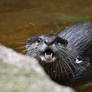 Squeeky Otter (Enclosure)