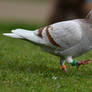 White And Brown Rock Dove Strut (Wild)