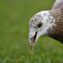 White And Brown Rockdove Has Pellet (W)