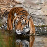 Tiger Wades In The Water (Enclosure)