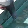 Rock Dove And The Water Trough (Wild)