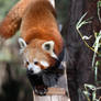 Panda On The Catwalk (Enclosure)