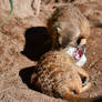 Sleepy Meerkat Yawns (Enclosure)
