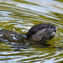 Otter Dog Paddle (Enclosure)