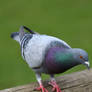 Rock Pigeon Dove To Leave The Post (W)