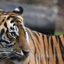 Tiger Looks Back (Enclosure)