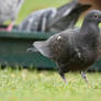 Black Rock Dove (Wild)